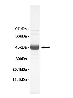 Eurofins DiscoverX MEK2 Protein, Unactive 50 &mu;g | Buy Online | Eurofins DiscoverX | Fisher Scientific